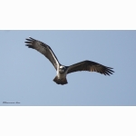 3 20220321 Fischadler 1 DSC05562.jpg